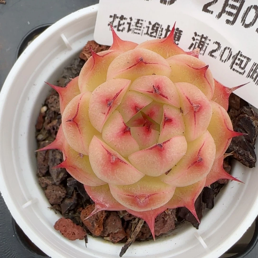 花语逸境0209-305