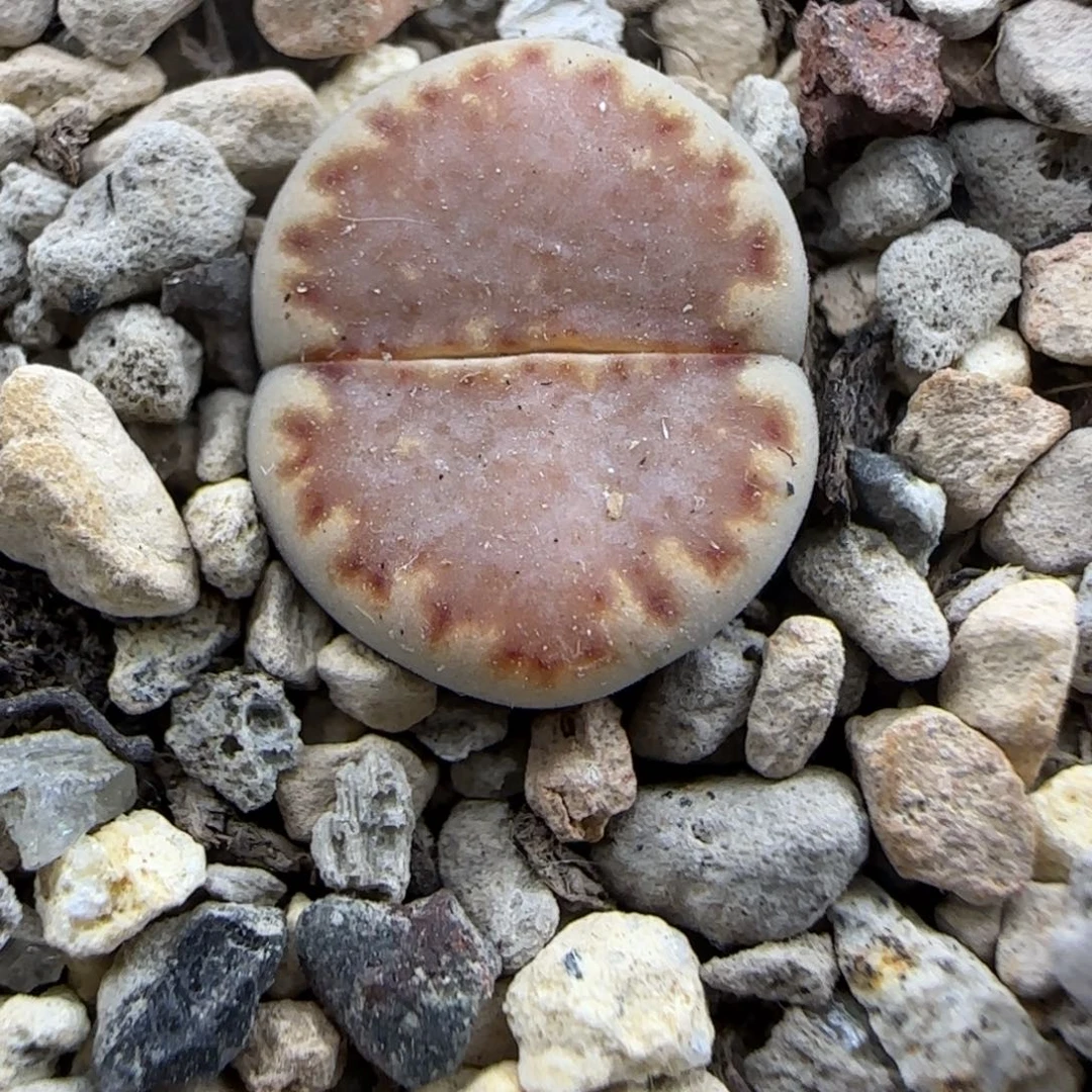 336 生石花大棚直播