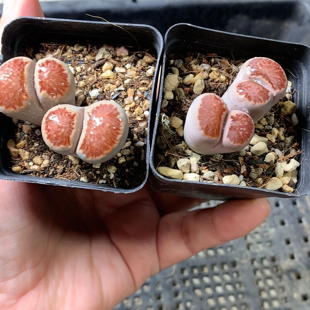 K173多肉植物保护