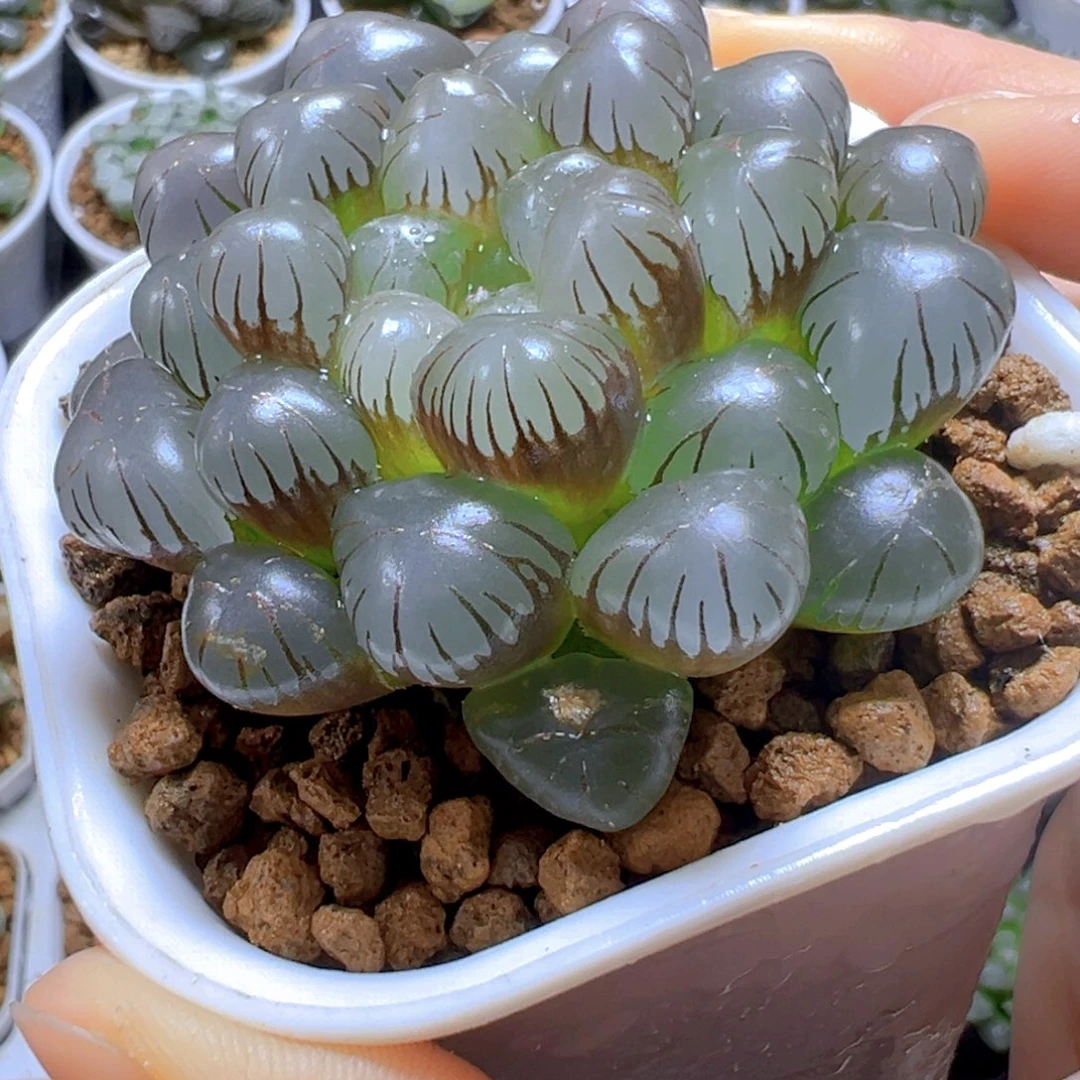 紫姬冰灯玉露多肉多肉