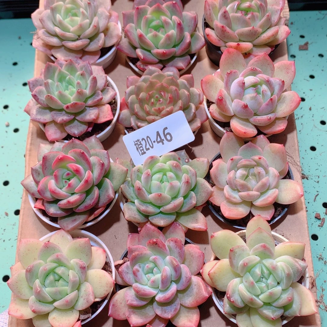 20-46一物一拍多肉带盆18颗