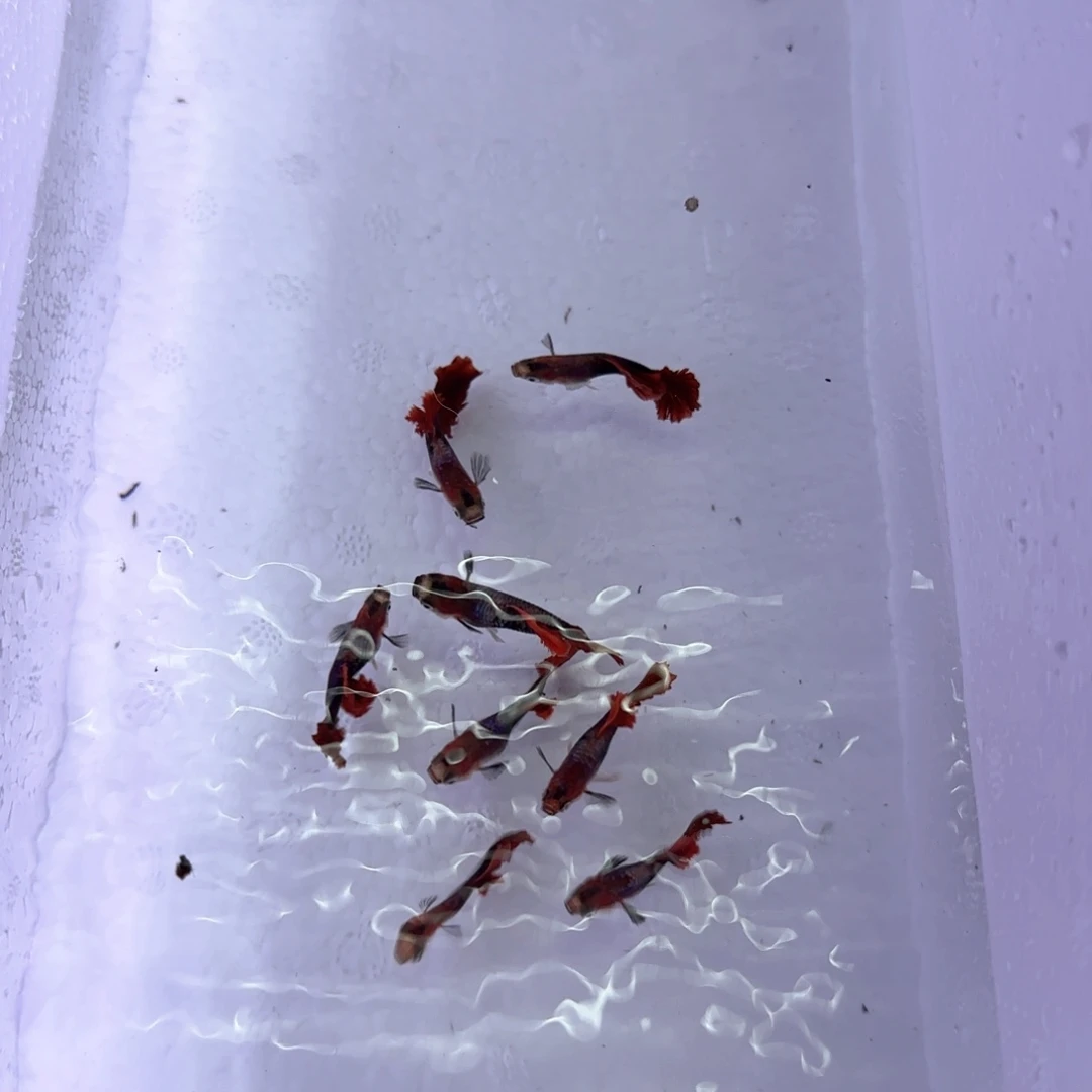 孔雀鱼微瑕折扇6条