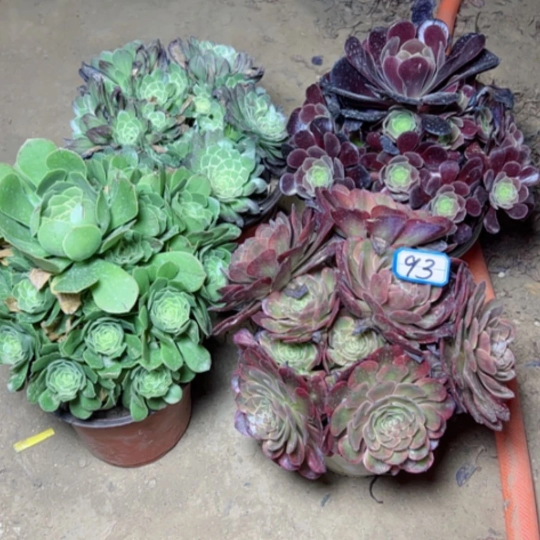 【闪购商品】多肉植物四个93