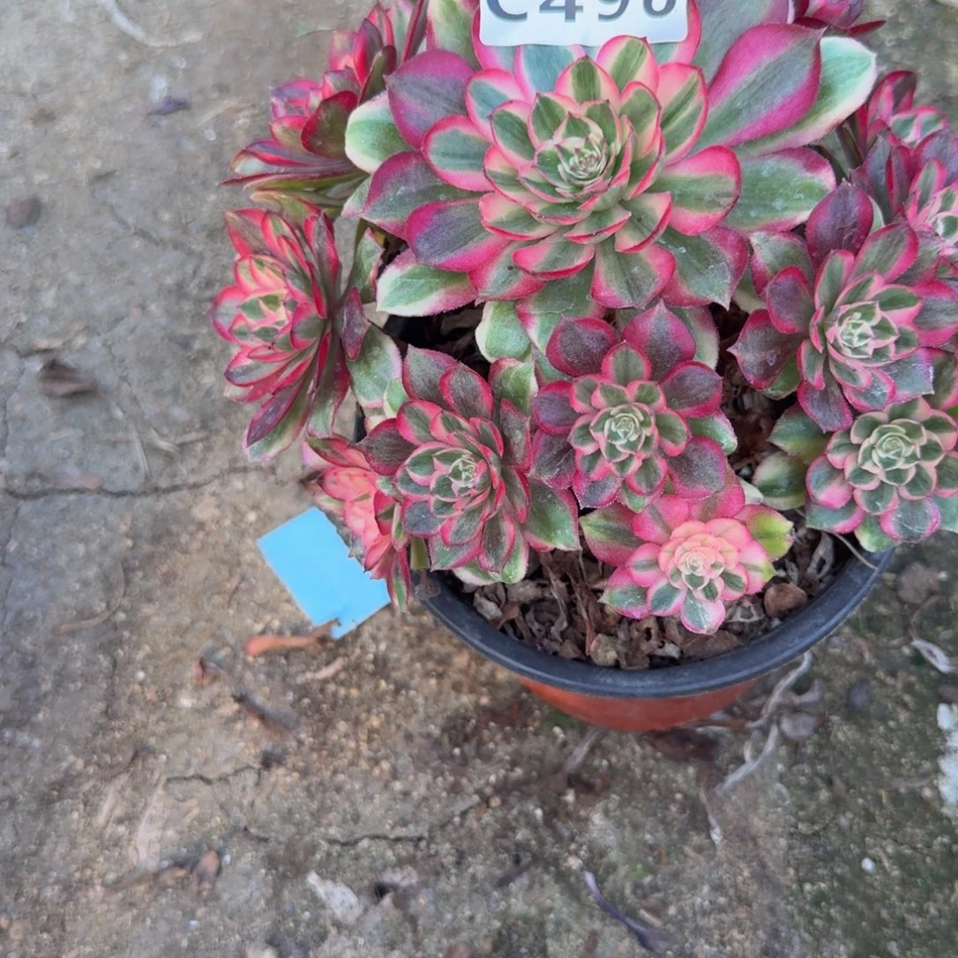 496瑶光。多肉植物