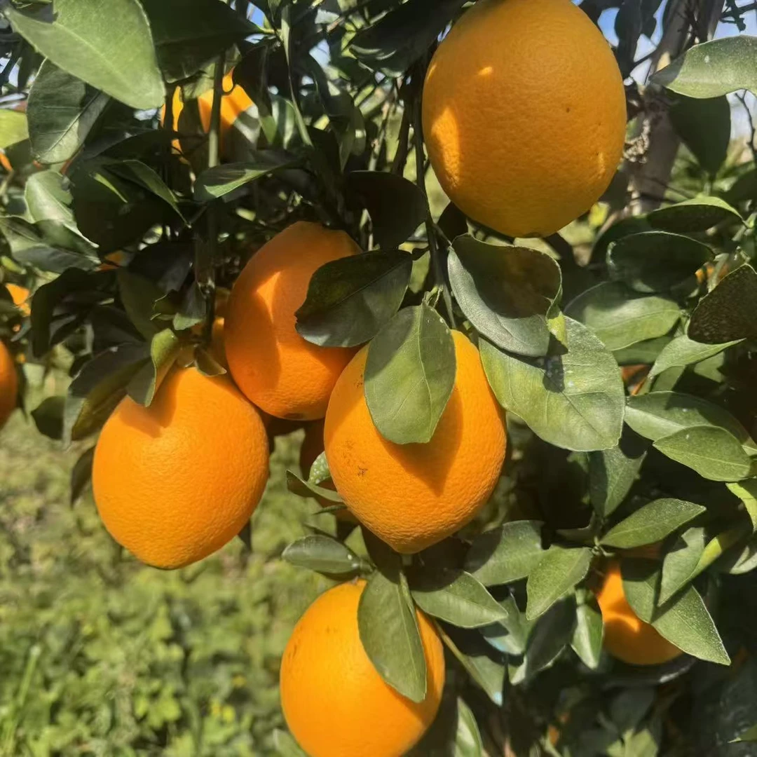 【现摘现发】正宗江西赣南脐橙应季水果新鲜橙子香甜爆汁产地直发