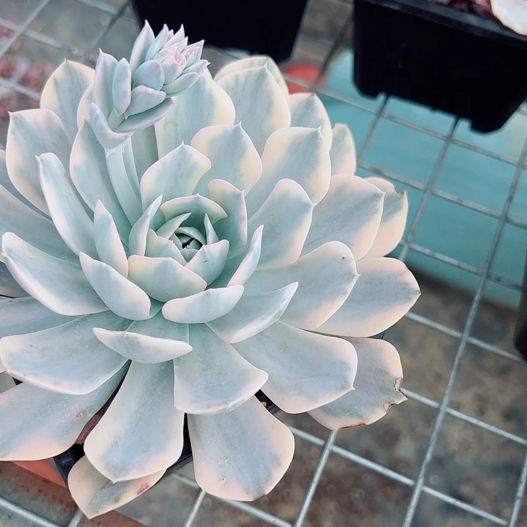 卢氏锦精品特价多肉