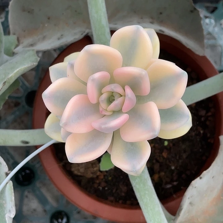 东美人锦一物一拍锦龙