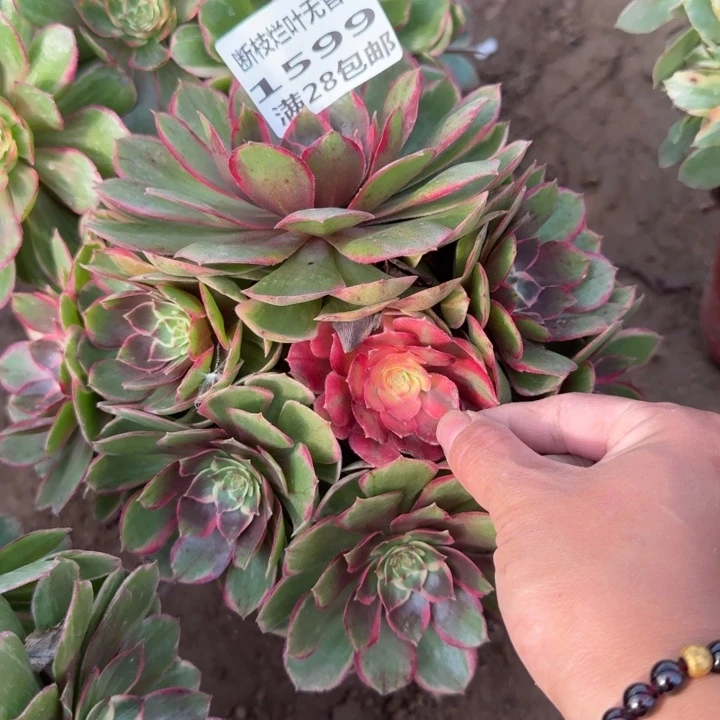 1599二号棚夜宴多肉B