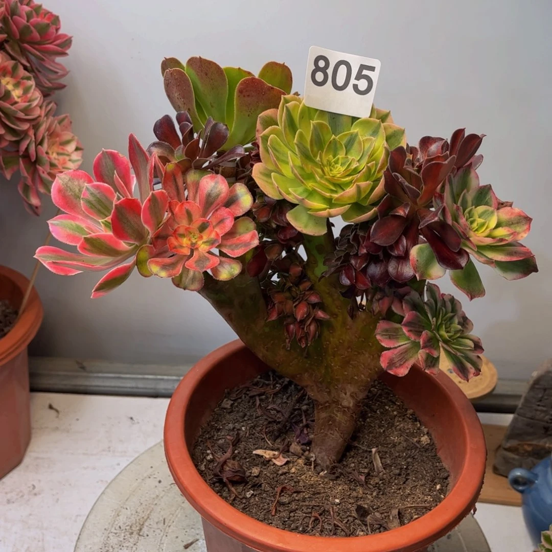 多肉植物缀化嫁接805