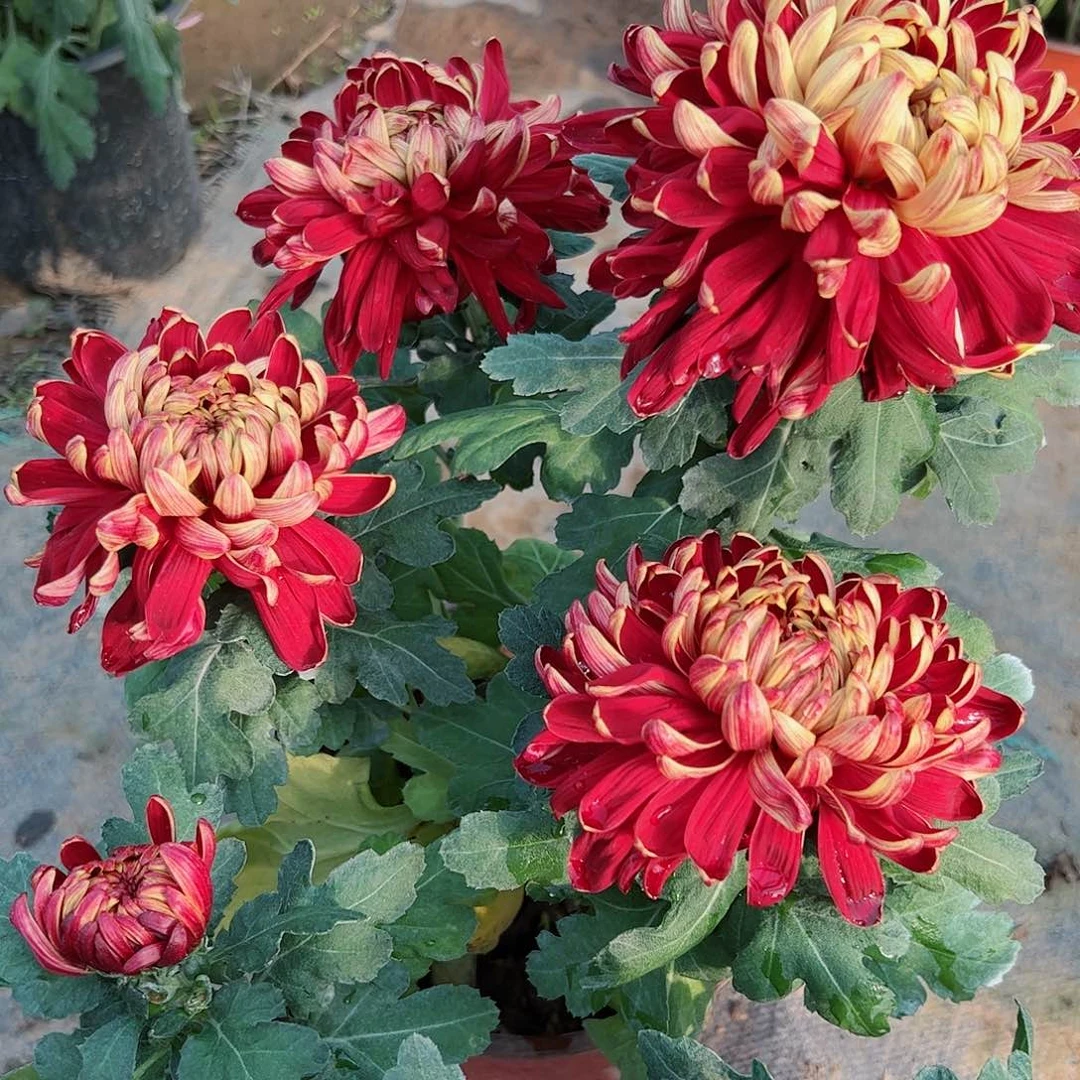 完全开放黑金大花