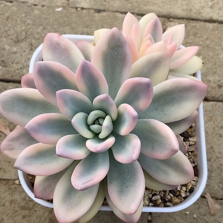 奥普锦一物一拍锦龙