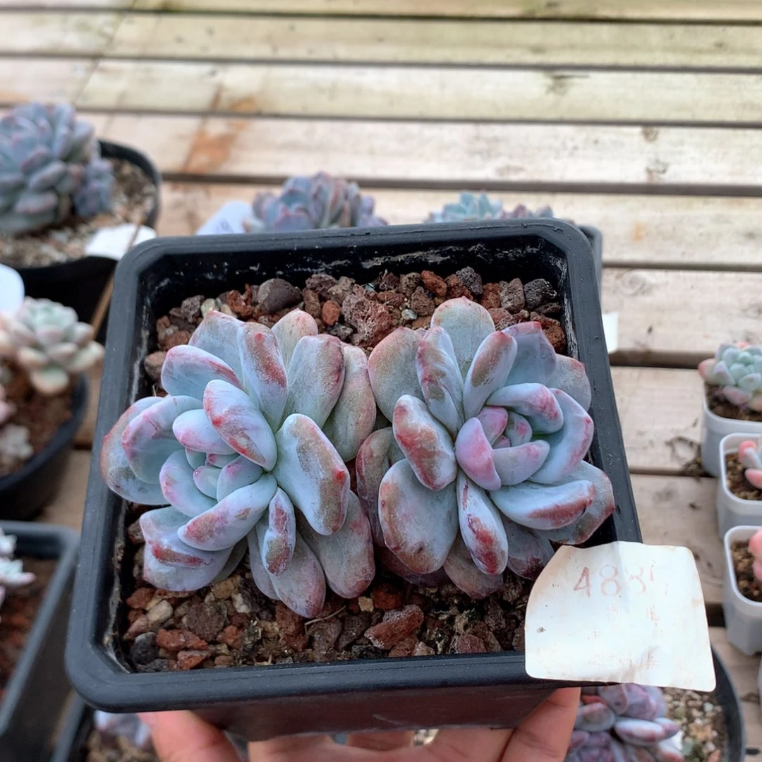 10.5厘米双头星影石化 108