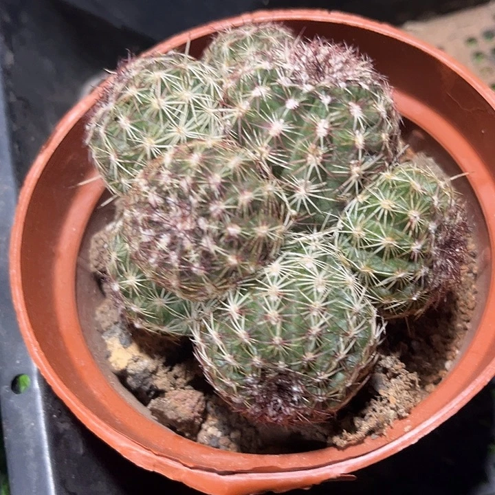 青花虾群zzzzzzzz