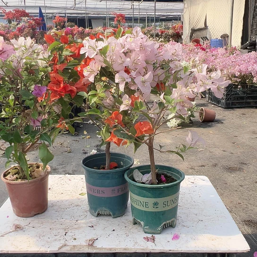 大部分花苞少量开放雪紫，红桑巴，苹果花