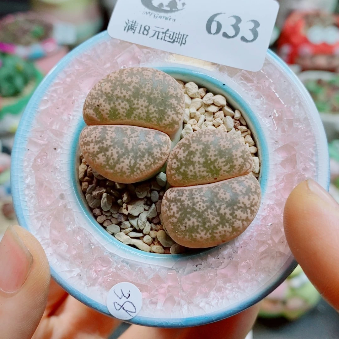 生石花花哈哈哈哈633