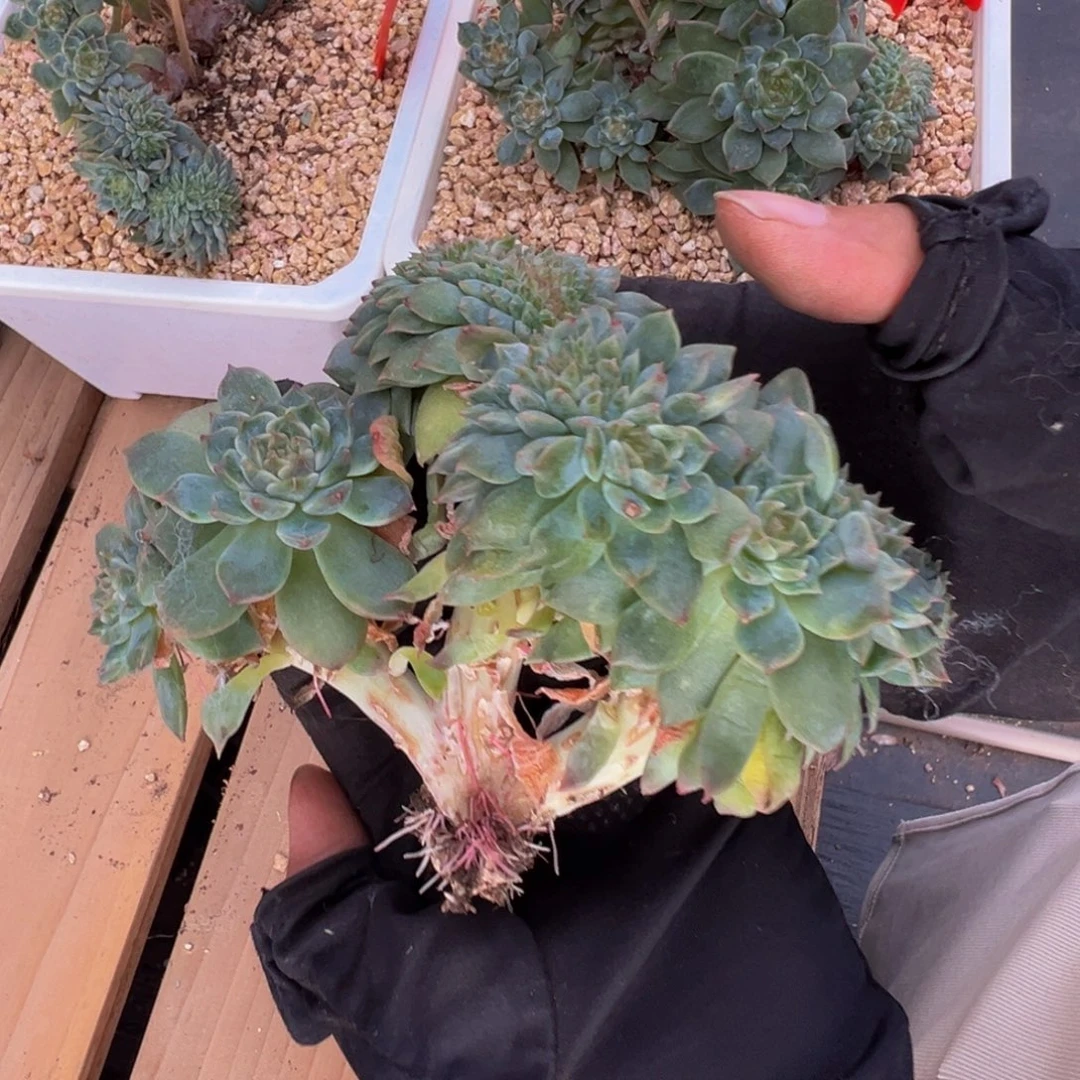 黄粉冰魄缀微瑕 天天开心