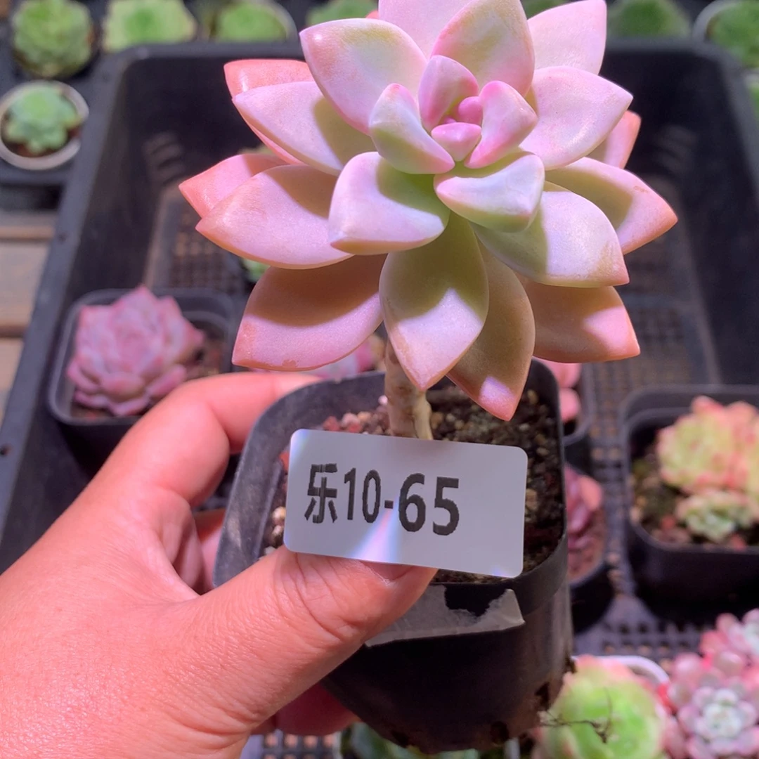 乐然10-65 淡雪单头