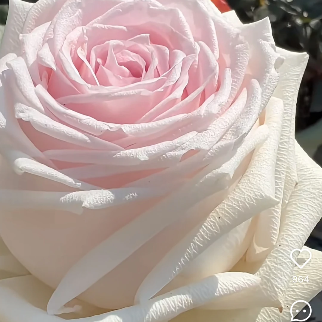 【十加仑月季】四季开花阳台庭院花园