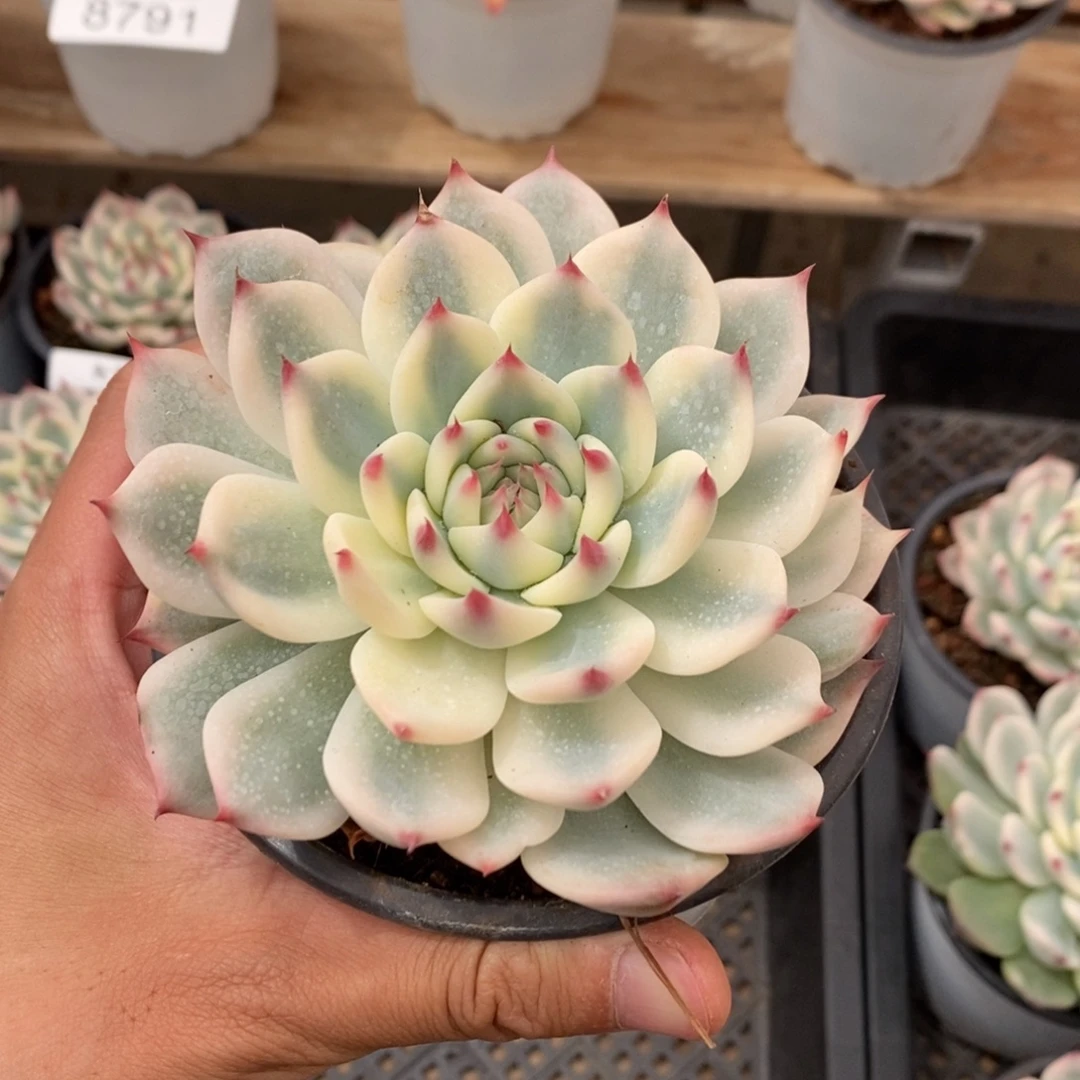 吉娃娃锦多肉植物8796