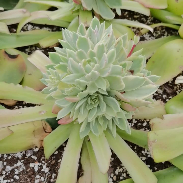 纱漠玫瑰白覆轮群捌下来发