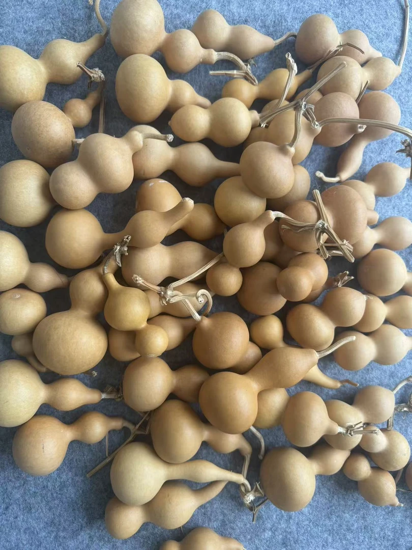 纯天然小葫芦高3-8厘米（品相随机）