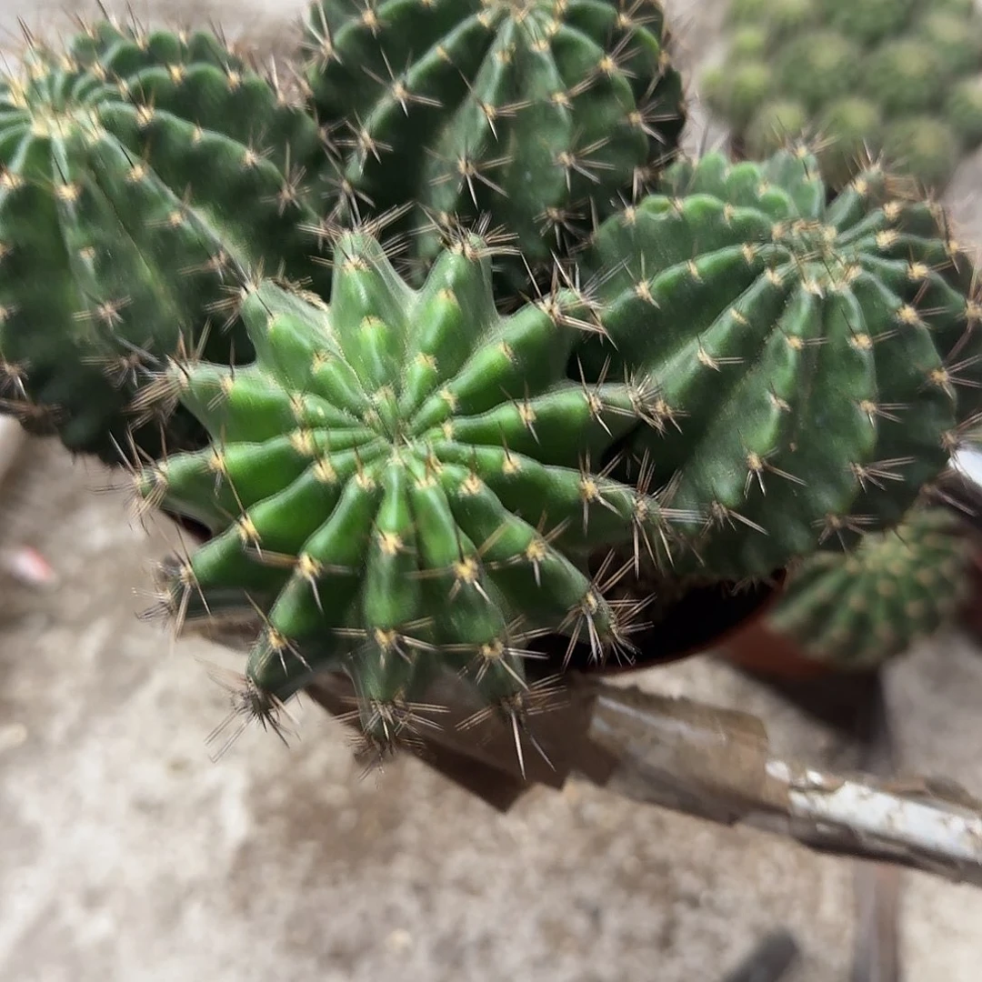 独****无花朵彩草脱土发货哈哈哈哈