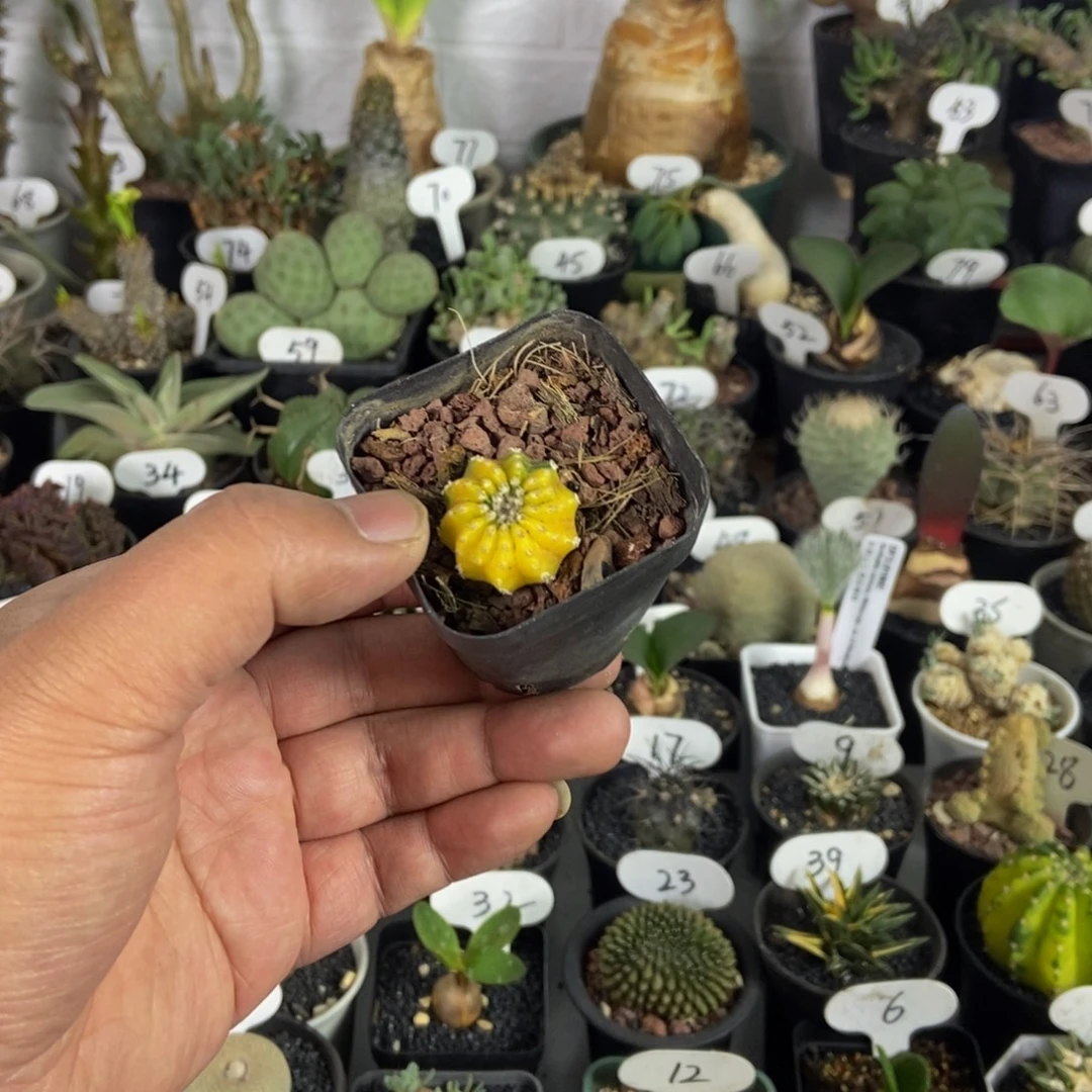 奇特球锦一物一拍