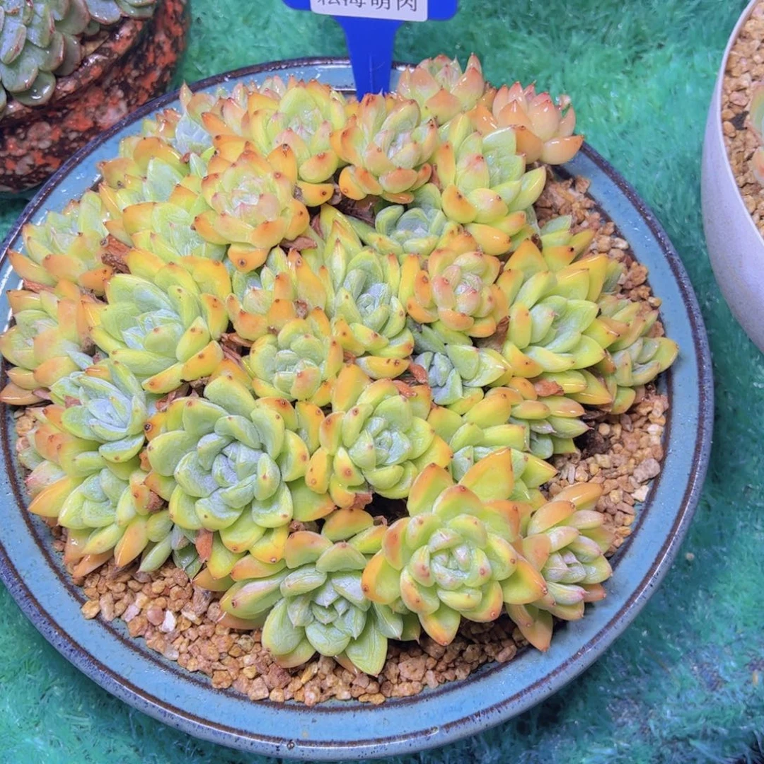 杂交6543多肉植物