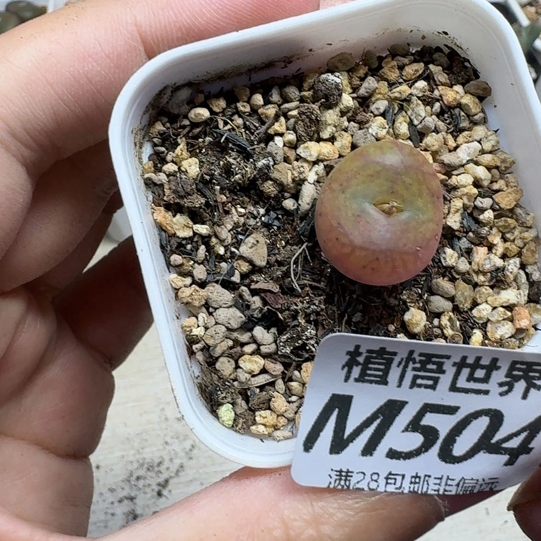 多肉植物的润泽fbhn