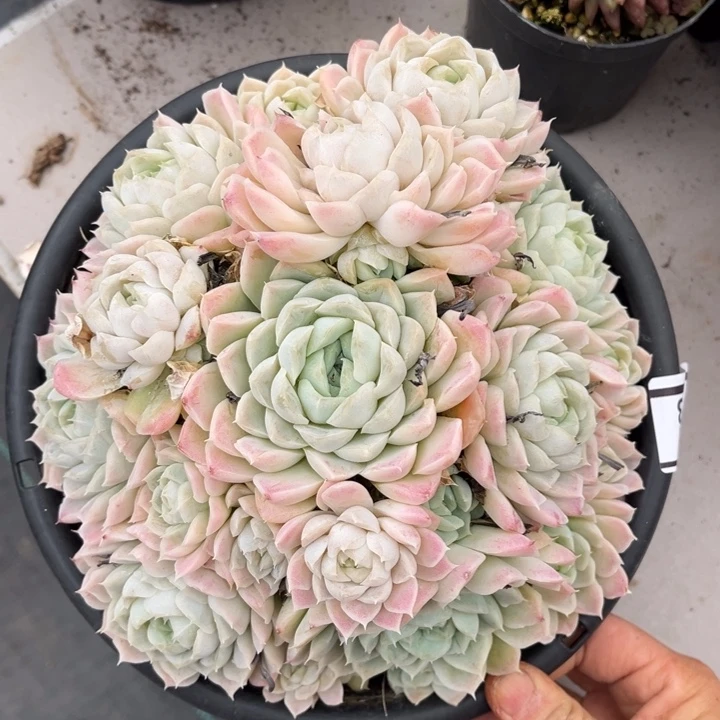 白月影不包整2313多肉植物