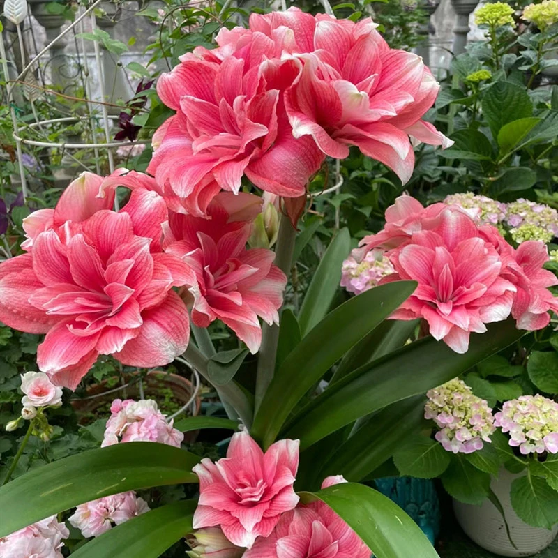 【双梦】观花朱顶红种球当年开花球大花重瓣盆栽地栽观花植物