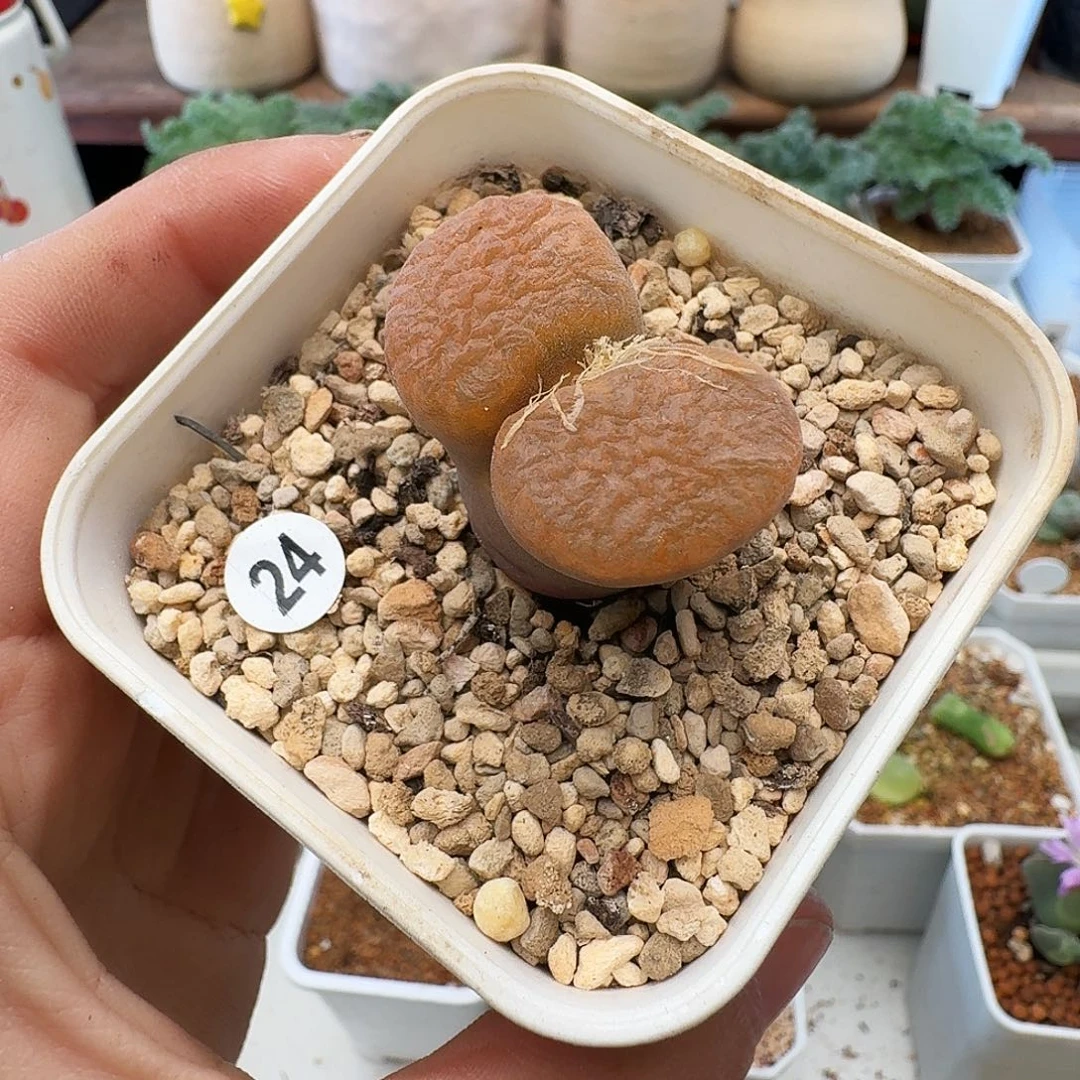 20包邮默认脱土发货24