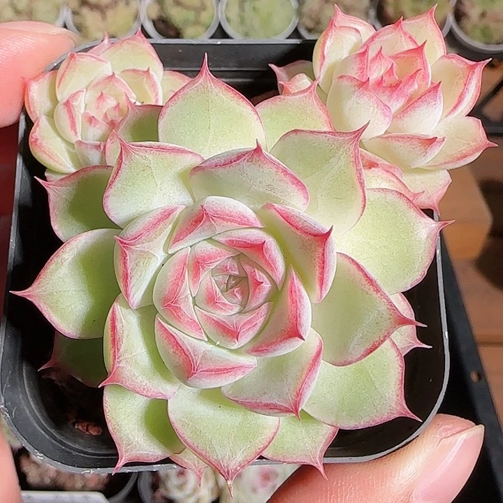 1115------36边线女王散的