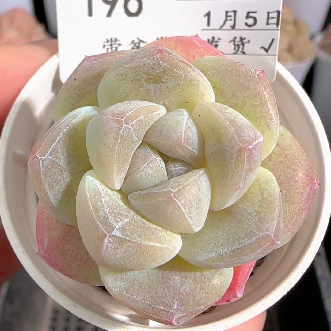 多肉0105-196冰玉