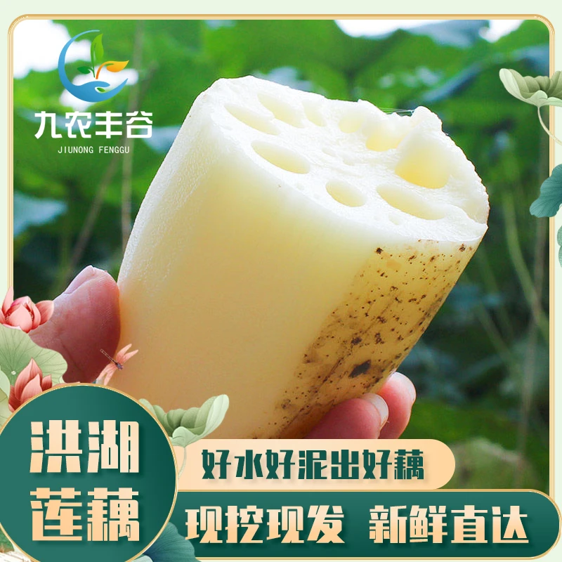 洪湖脆藕新鲜现挖带泥脆藕莲菜蔬菜火锅食材卤味清炒凉拌可生吃