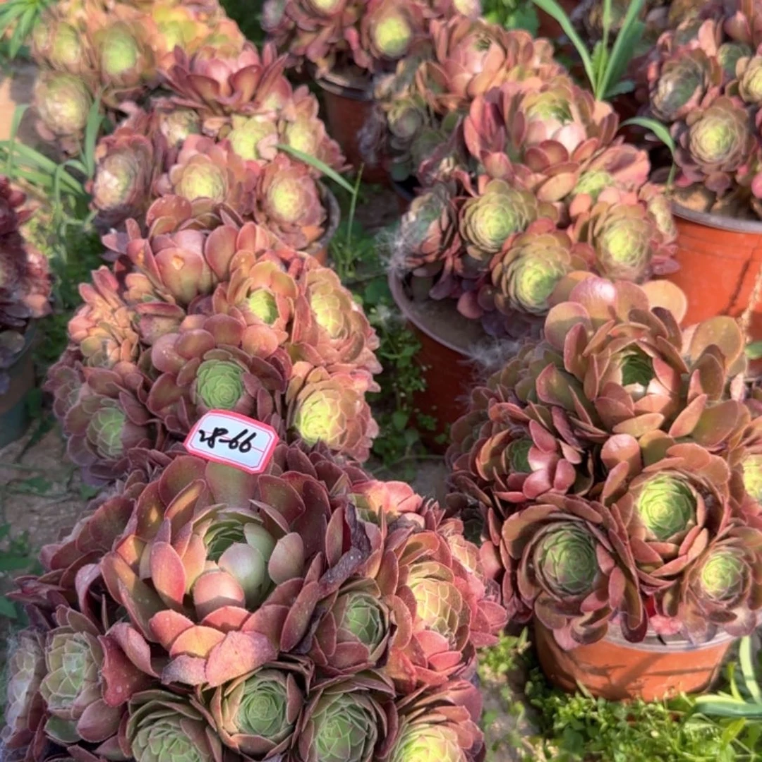 28-66万圣节亮牌6.88一个多肉植物