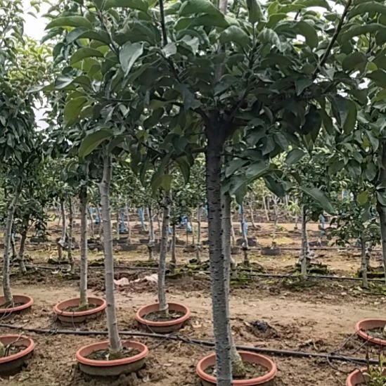 无花朵高杆苹果盆