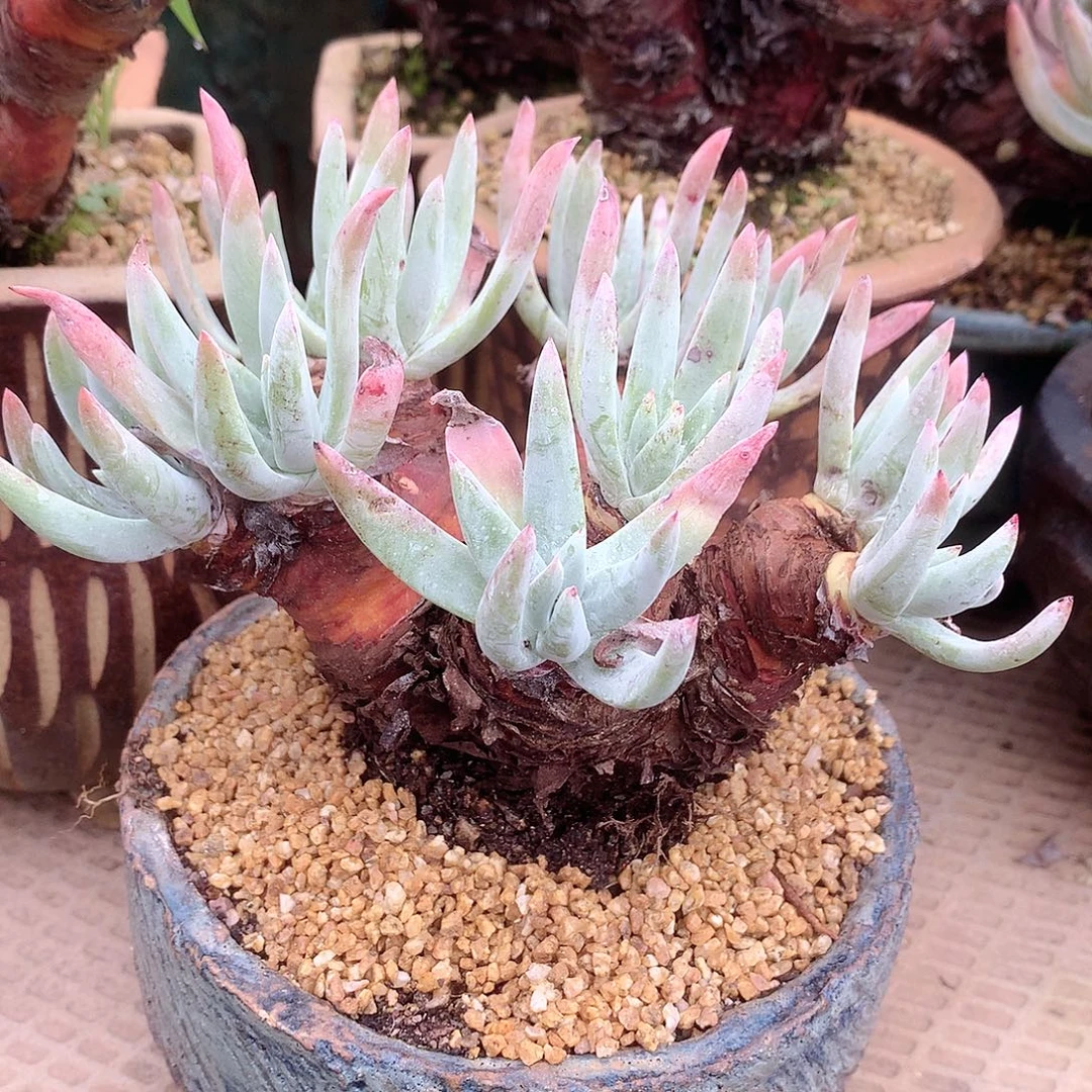 9240海瑟仙女杯多肉