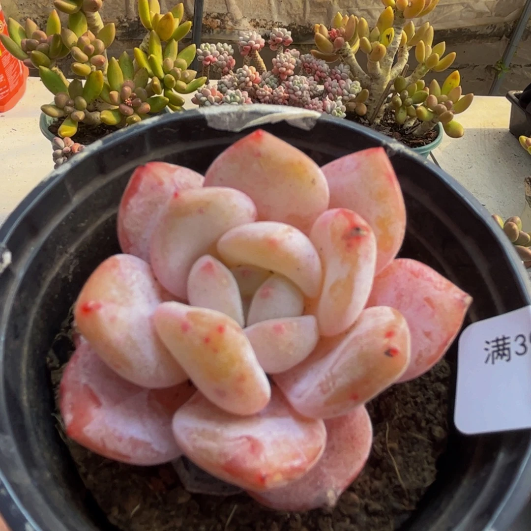 072/5cm冰糕多肉植物