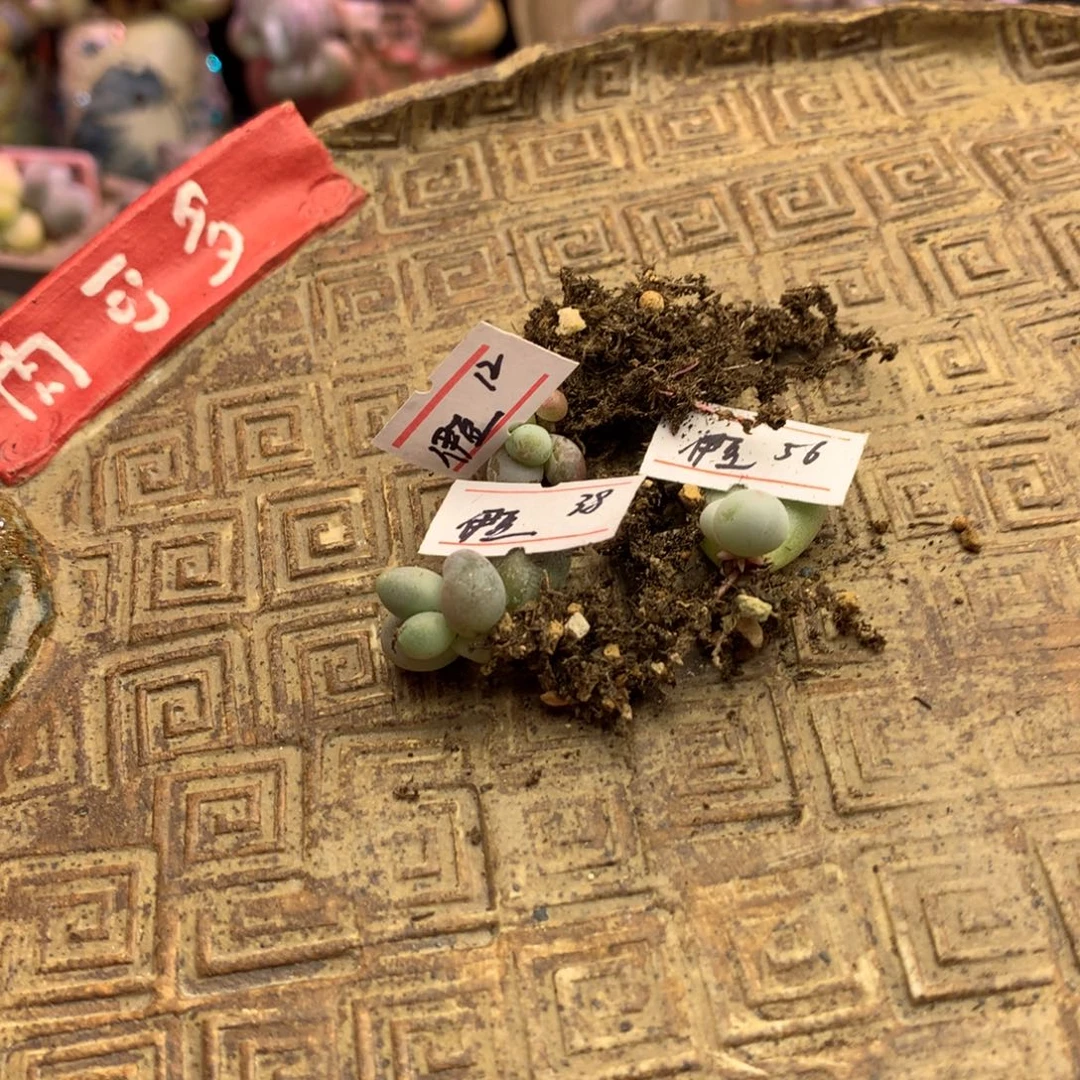 多肉植物一物一拍 伊豆