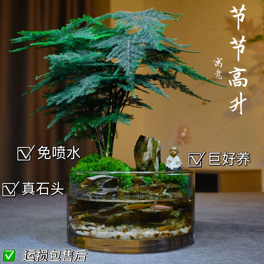 限量【竹竹高升】文竹绿植山水缸可养鱼微景观钓鱼摆件办公室盆景