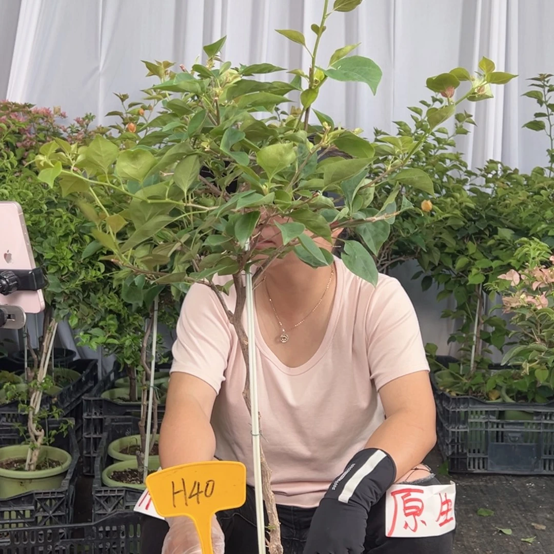 绵***羊当前无花栽培后可以开花H40不甜
