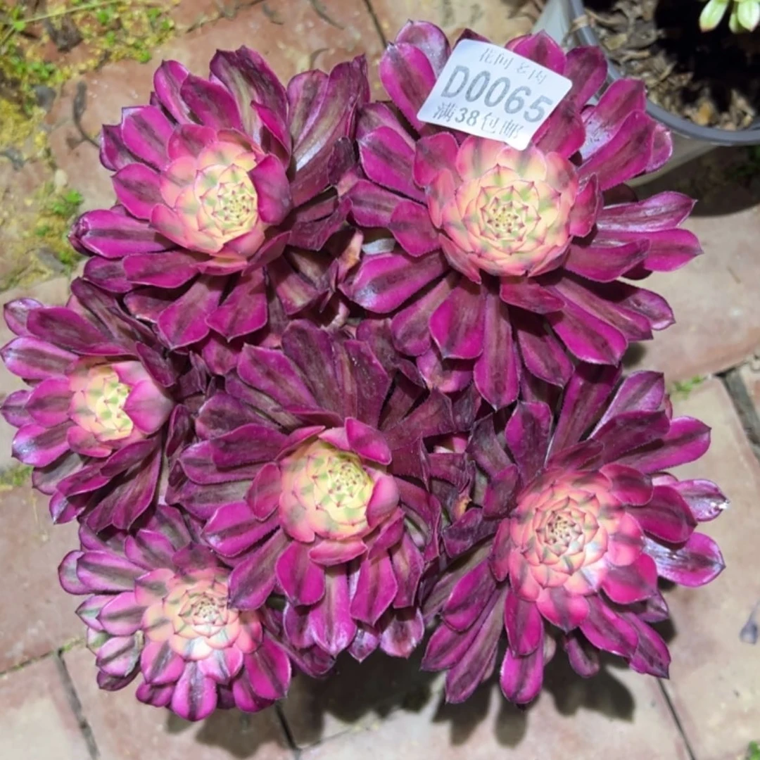 【闪购商品】065月蝉多肉