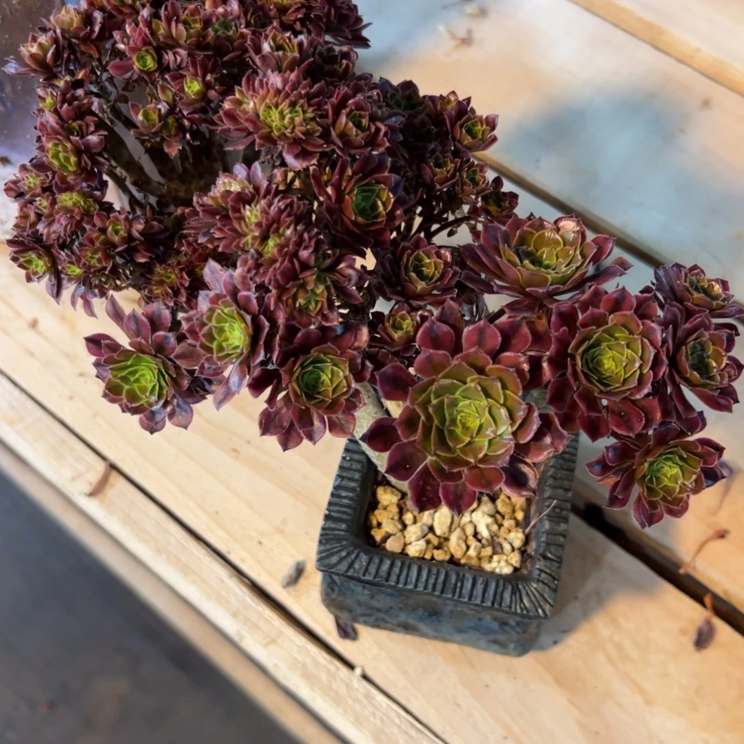 祝融朵朵缀化带盆多肉