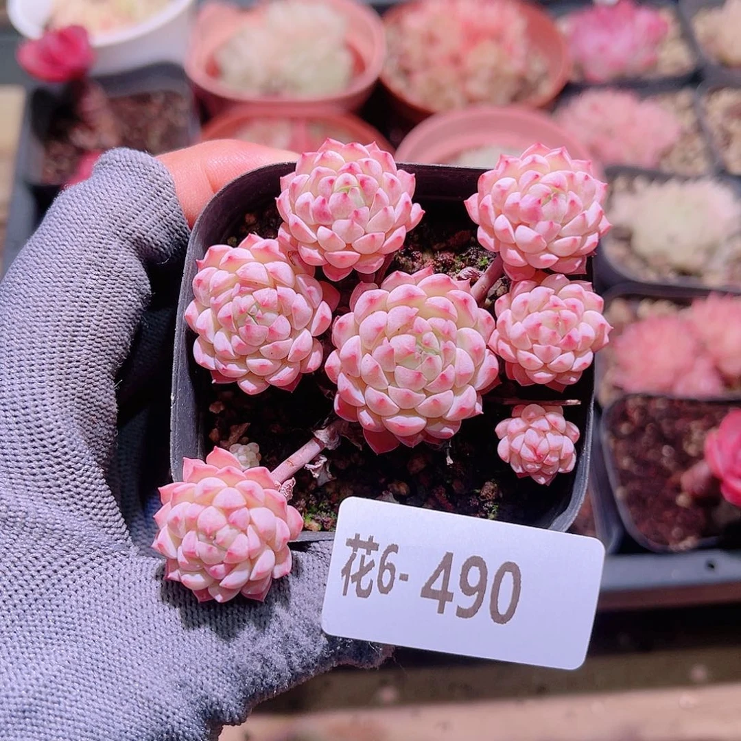 花06-490小粉莓群生