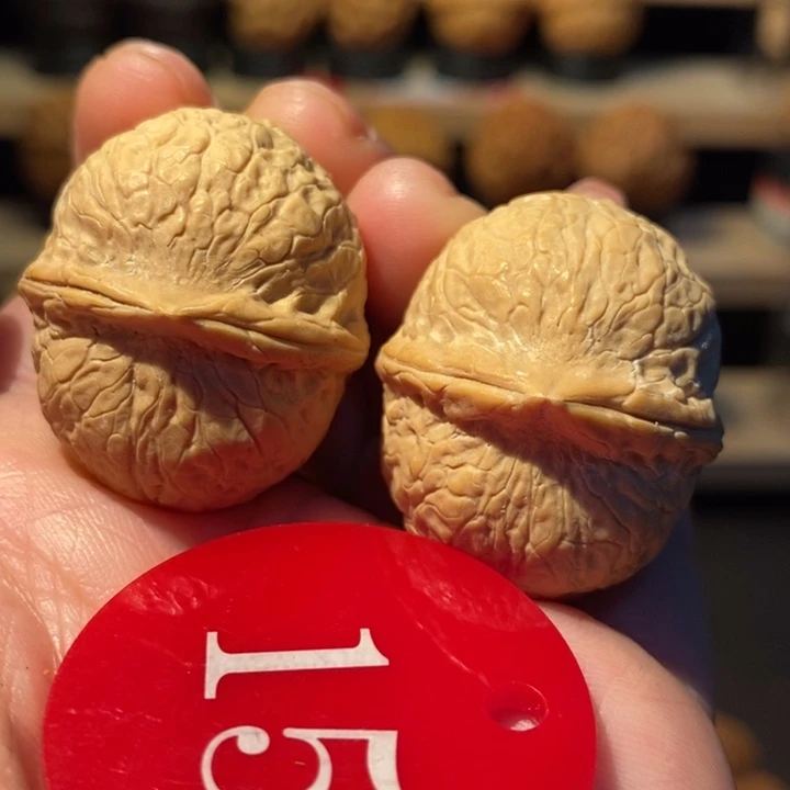 木质类龙珠33尺寸