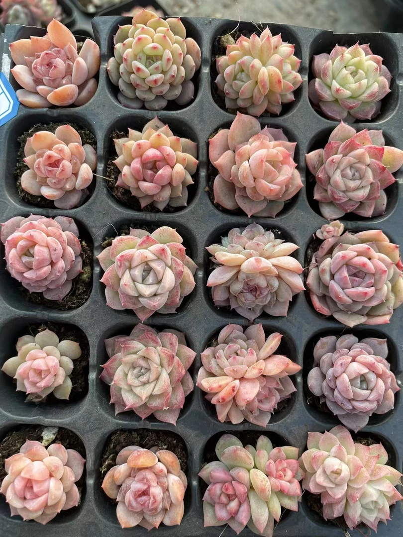 1-1 3厘米起精选多肉组合套餐随机 小贵货