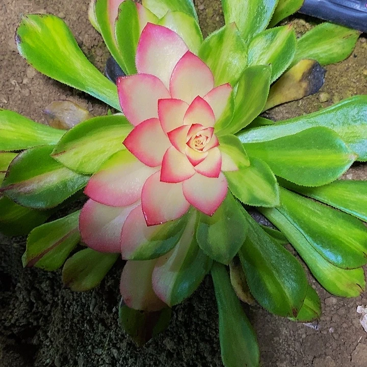 多肉植物知否法师