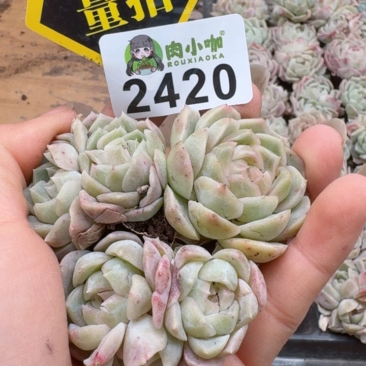 多肉植物多肉植物