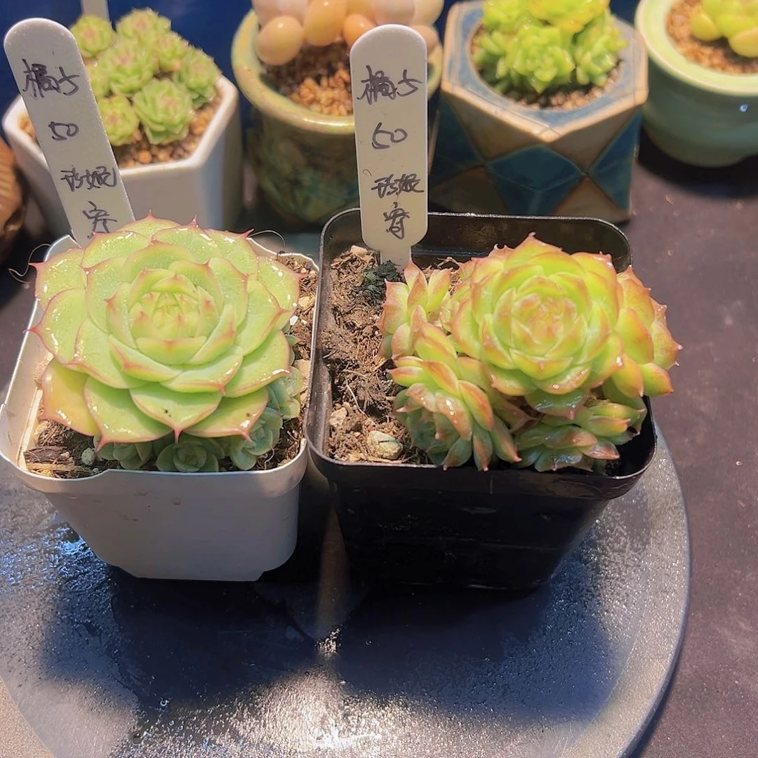 好****子多肉植物，多肉植物，